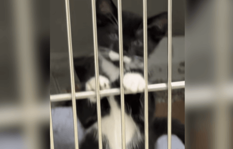 Black and white kitten in shelter cage
