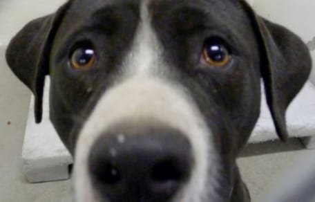 black and white pitbull type dog