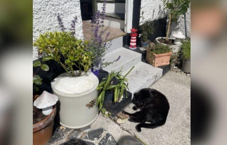 Gato negro en el jardín y gato blanco en la maceta