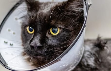 Black cat wearing medical cone
