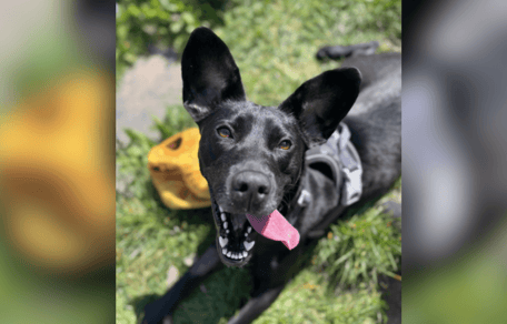 Black dog in rescue