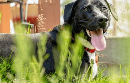 Black dog panting in the heat