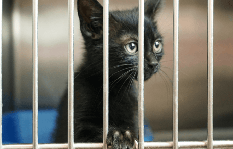 Black kitten behind cage door
