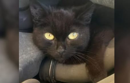 Black kitten found in workshop
