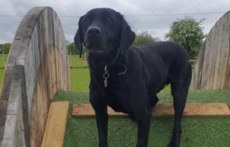 Black labrador
