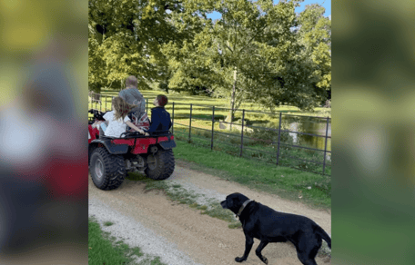 Black Labrador Pula follows Prince Harry, Lillibet and Archie in field