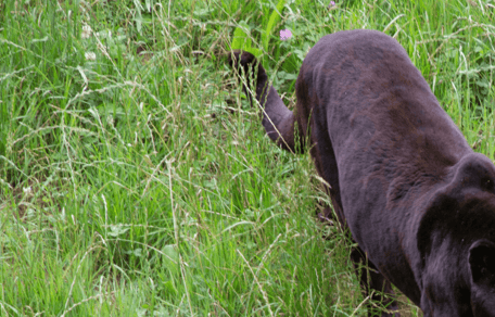 Black Leopard walking through grass in field