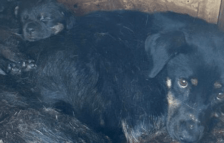 Black mother dog with puppy in the pound