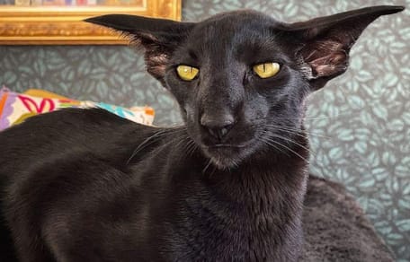 Dracula-Katze