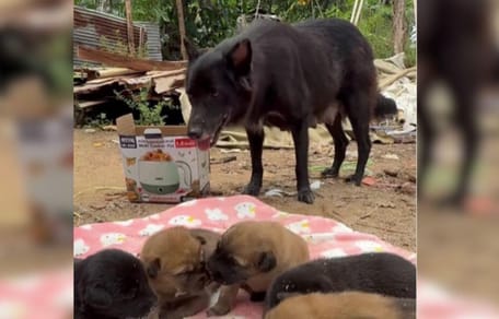 Black stray dog with puppies