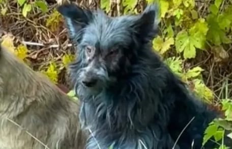 Blauer Hund in Tschernobyl