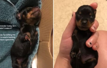 Blessit, de tweebenige teckel