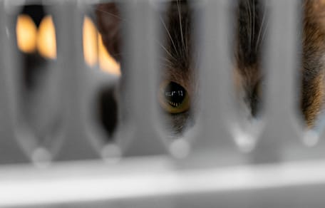 Blick in eine Katzen-Transportbox