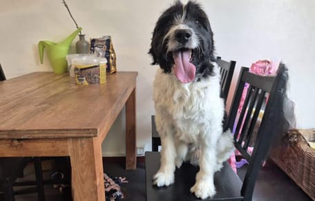 Bo is op zoek naar een nieuw thuis? Adopteer jij hem?