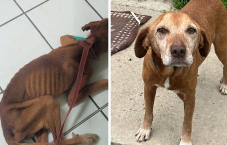 Bob, chien à adopter