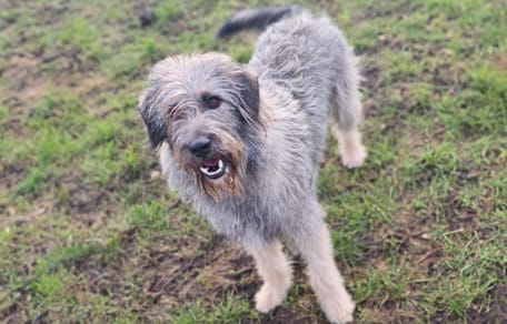 Bobby is op zoek naar een nieuw thuis? Ben jij diegene die hem adopteert?
