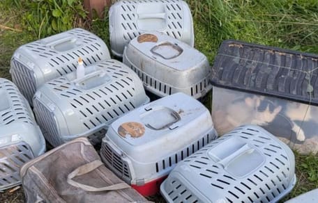 Ausgesetzte Kisten mit Katzen