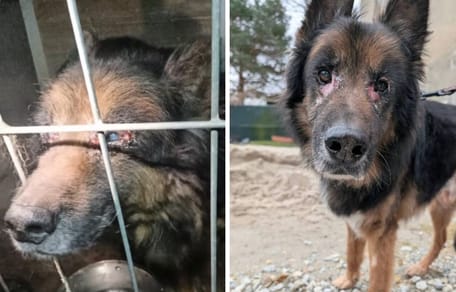 Bols, owczarek niemiecki, który przeżył piekło