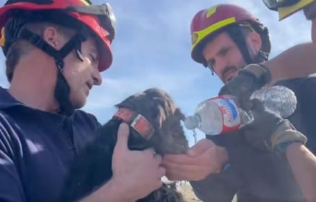 bomberos-madrid-rescatan-perrita-madriguera