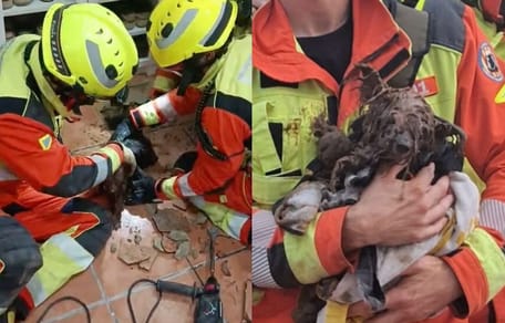 bomberos-valencia-rescatan-perro-tuberia-xavita