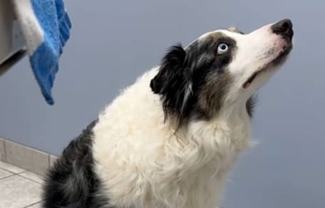 Border Collie