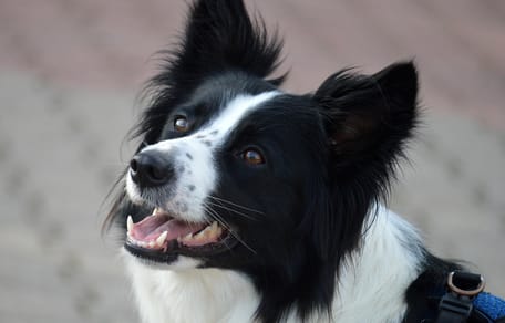 border collie