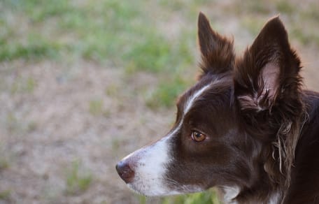 border collie