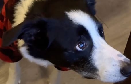 Border collie