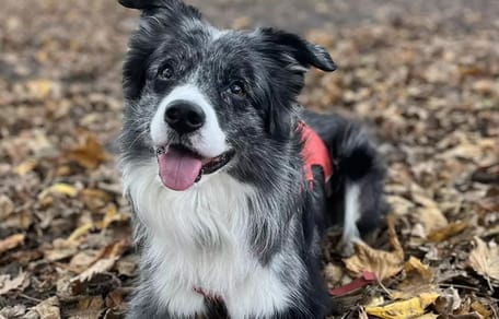 Border Collie Baco redt bewusteloze man