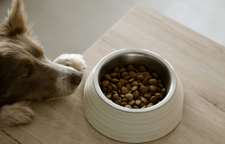 Border Collie looking at food bowl