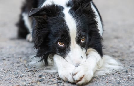 Border Collie macht "schäm dich"