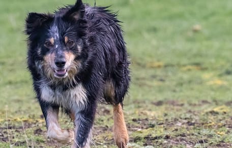 Border Collie type dog walking in field