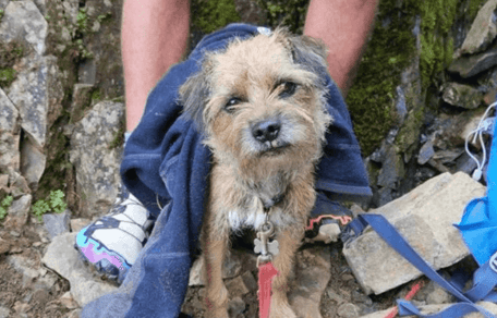 Border Terrier found alive after being lost for 19 days
