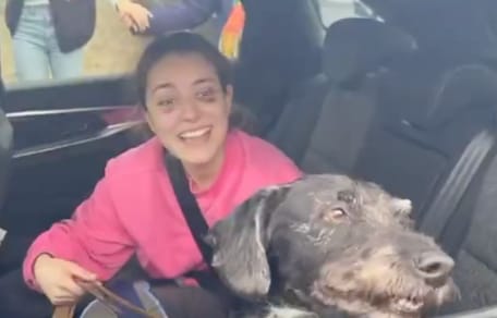 Boro chien accident Espagne