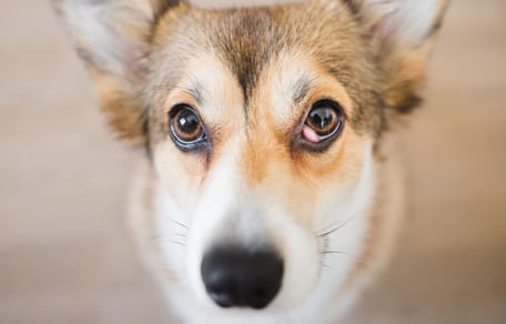 Boule oeil chien