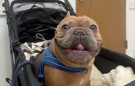 Bouledogue français