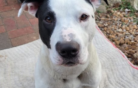 Bowie le chien