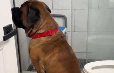 Bowser il cane