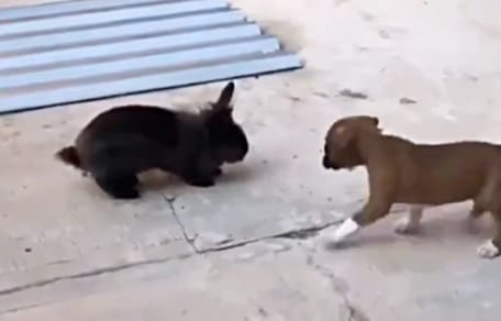 Cachorro de bóxer con conejo negro
