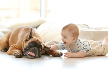 Boxer und Mädchen auf Bank