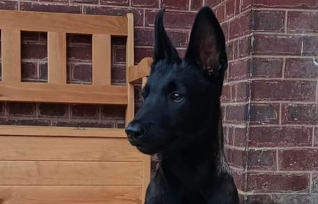 Brako le chien policier