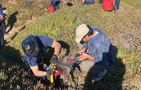Brandweer San Francisco redt hond van klif