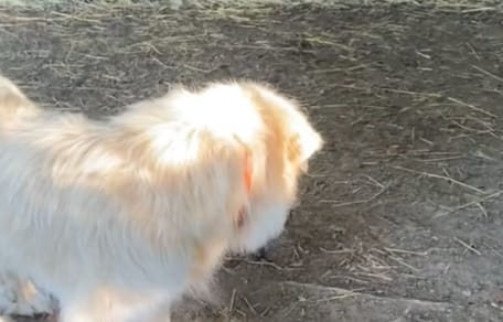 Bristol de hond