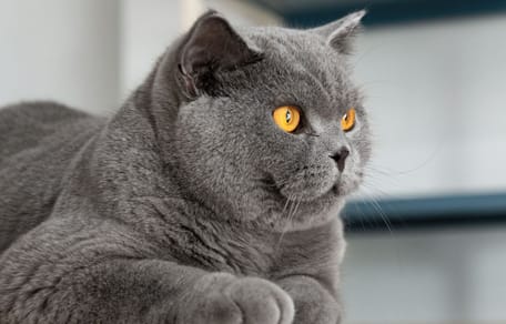 British Shorthair
