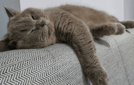do british shorthairs shed: British Shorthair resting on the sofa