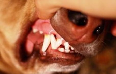 brosser les dents du chien tartre