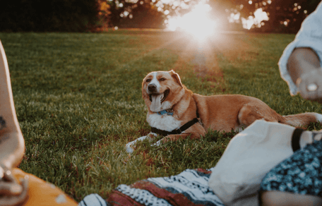 Five popular picnic snacks adding hundreds of calories to your dog's diet