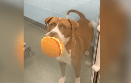 Brown and white Pit Bull