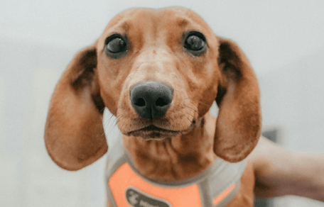 Brown Dachshund looking at camera