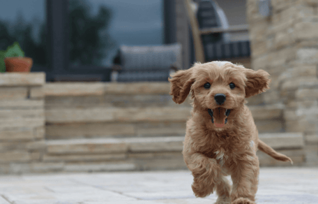 Brown doodle puppy running towards the camera
